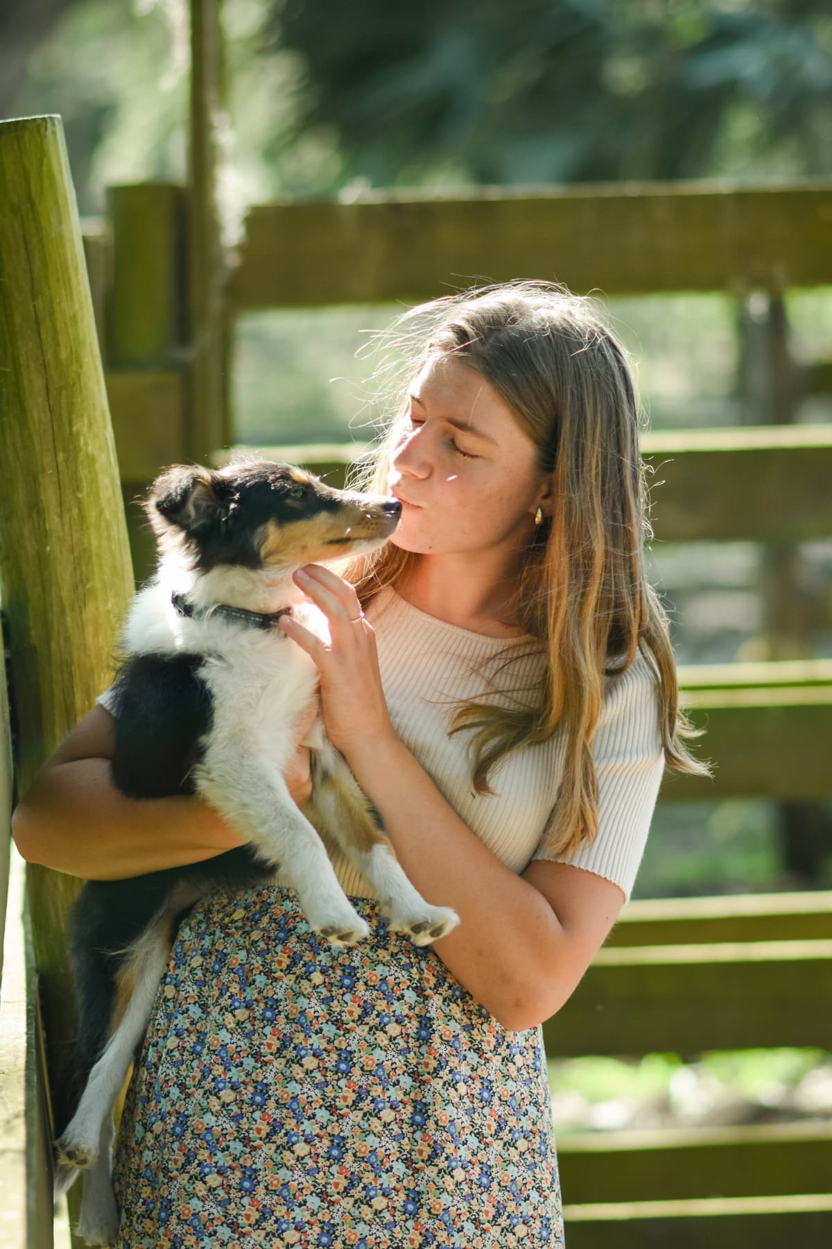 Shetland Sheepdog Puppies breeder image 5