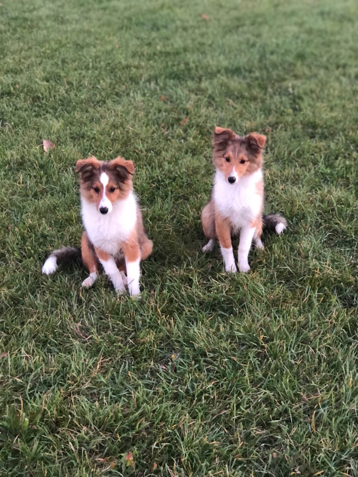 Shetland Sheepdog Puppies breeder image 6