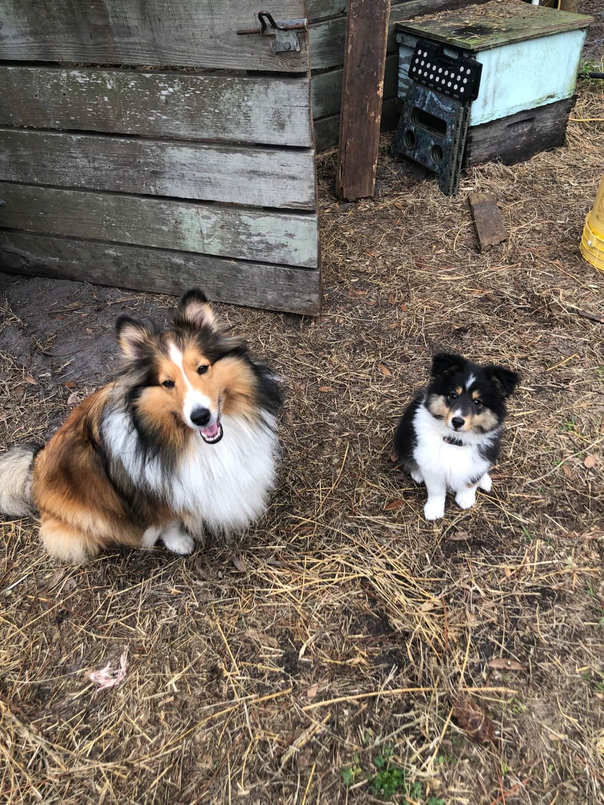 Shetland Sheepdog Puppies breeder image 7