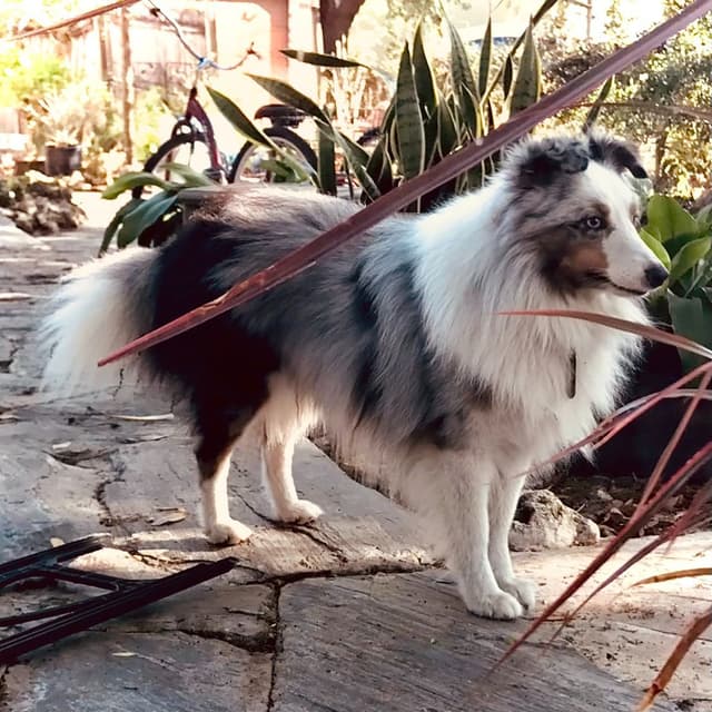 Shetland Sheepdog Puppies media 2