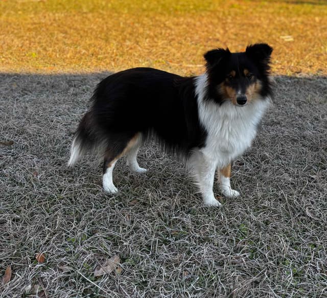 Shetland Sheepdog Puppies media 3
