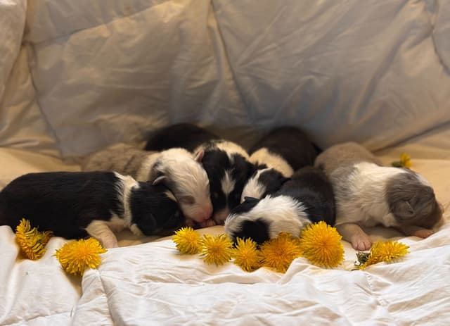 Shetland Sheepdog Puppies media 4