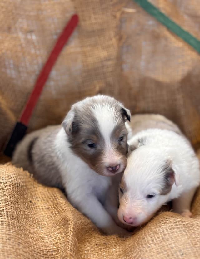 Shetland Sheepdog Puppies media 5