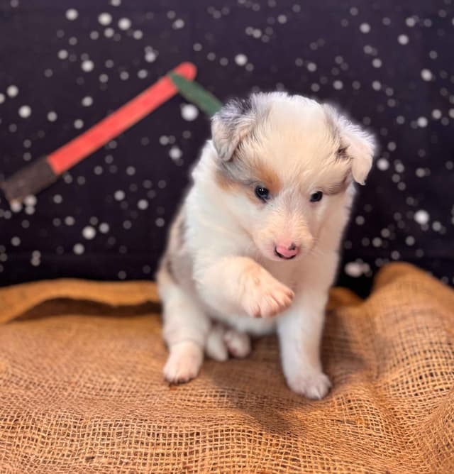 Shetland Sheepdog Puppies media 6