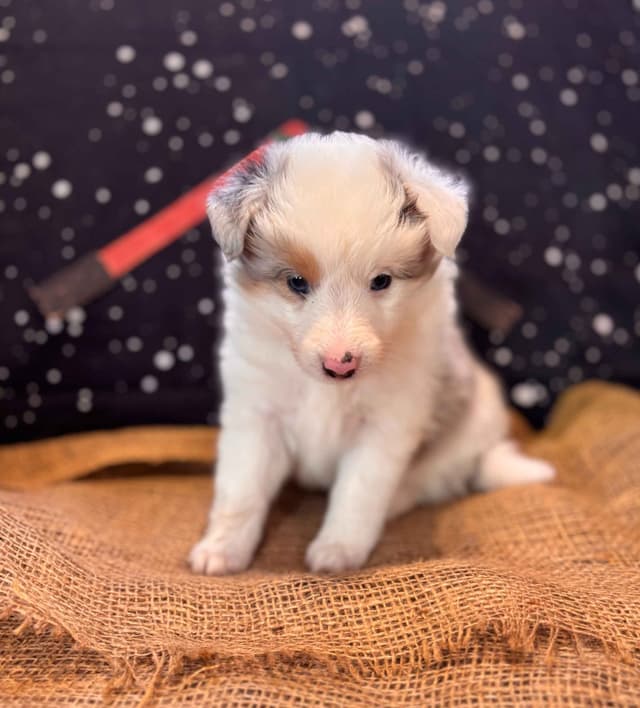 Shetland Sheepdog Puppies media 7