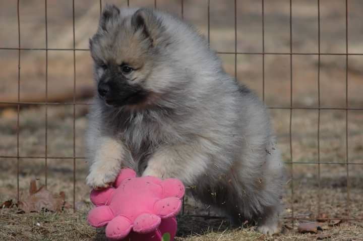 Keepsake Keeshond Puppies breeder image 1