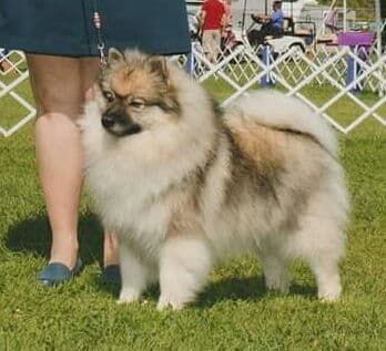 Keepsake Keeshond Puppies breeder image 3
