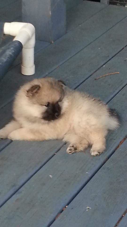 Keepsake Keeshond Puppies breeder image 2