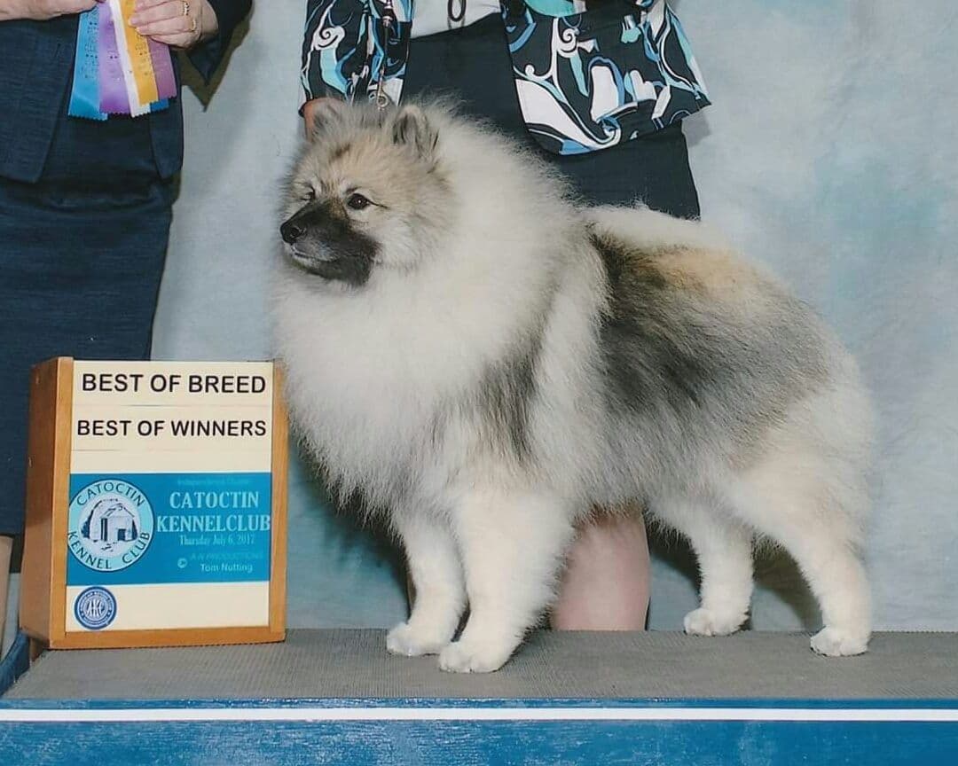 Keepsake Keeshond Puppies breeder image 4