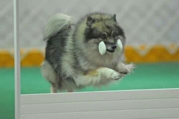 Keepsake Keeshond Puppies breeder image 7