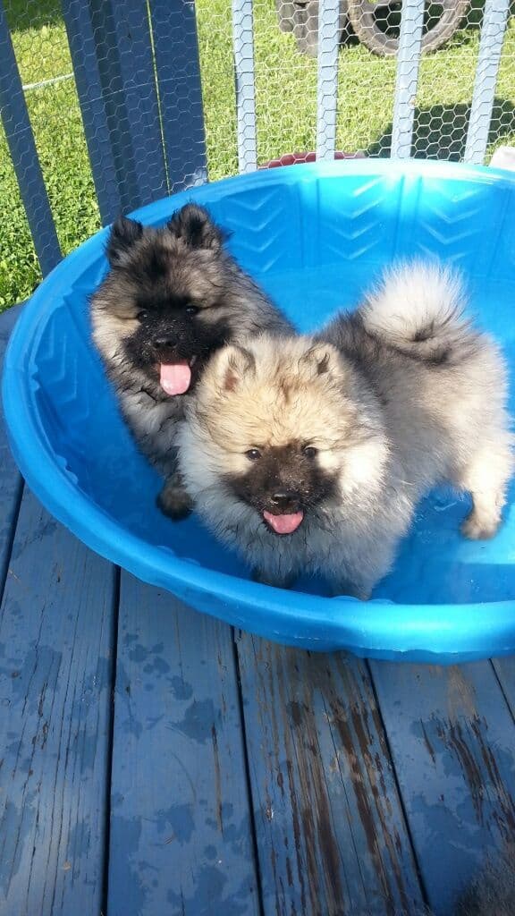 Keepsake Keeshond Puppies breeder image 6