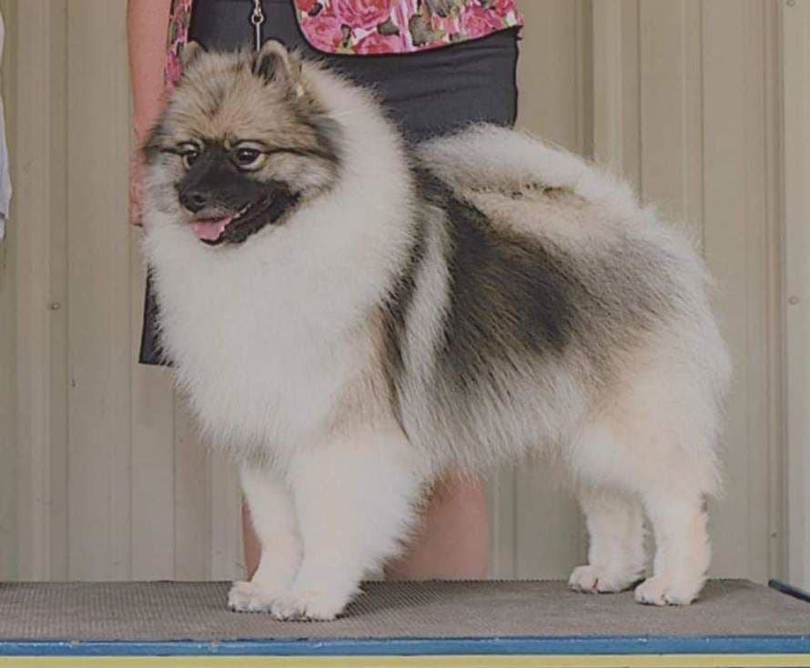 Keepsake Keeshond Puppies breeder image 8