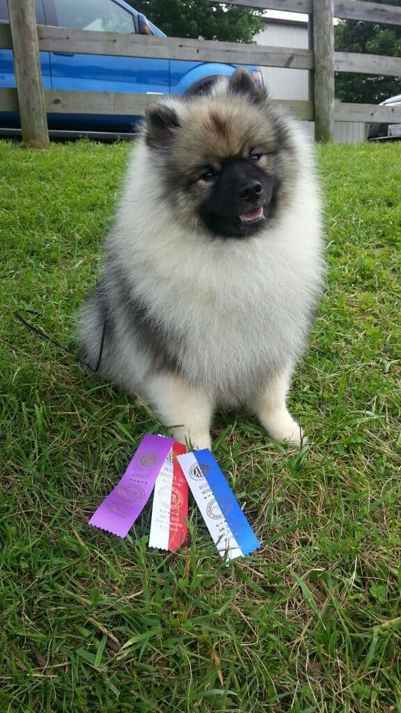 Keepsake Keeshond Puppies breeder image 9