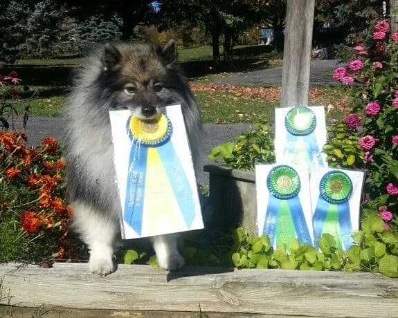 Keepsake Keeshond Puppies breeder image 5