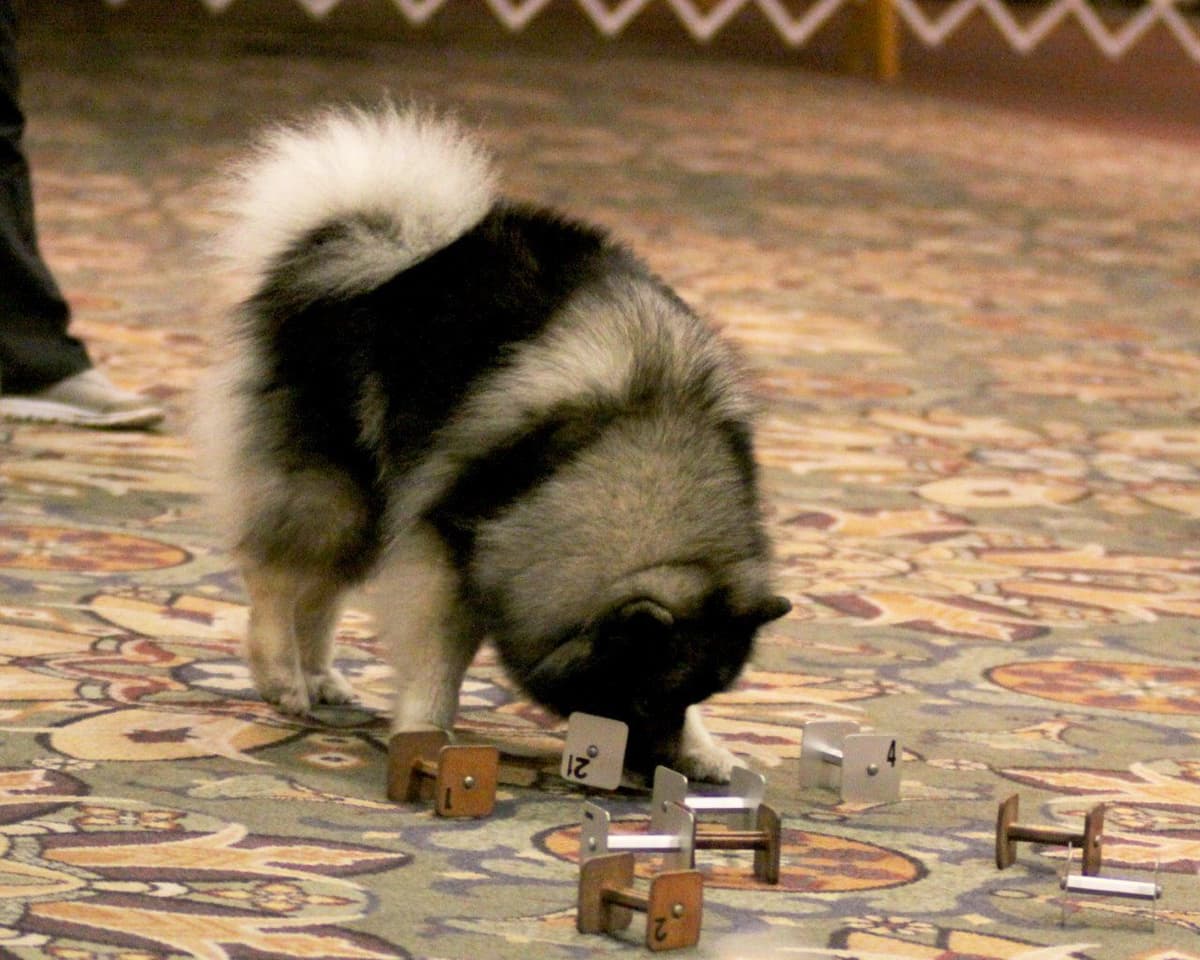 Keepsake Keeshond Puppies breeder image 10