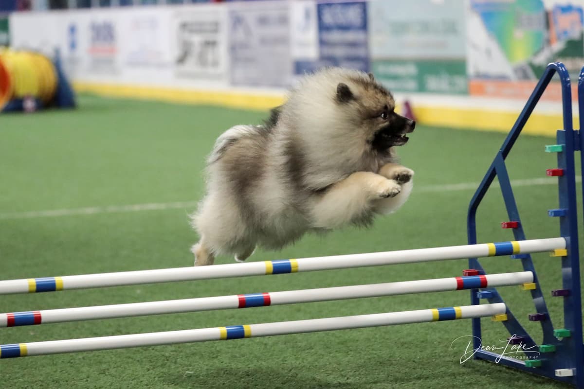 Keepsake Keeshond Puppies breeder image 11