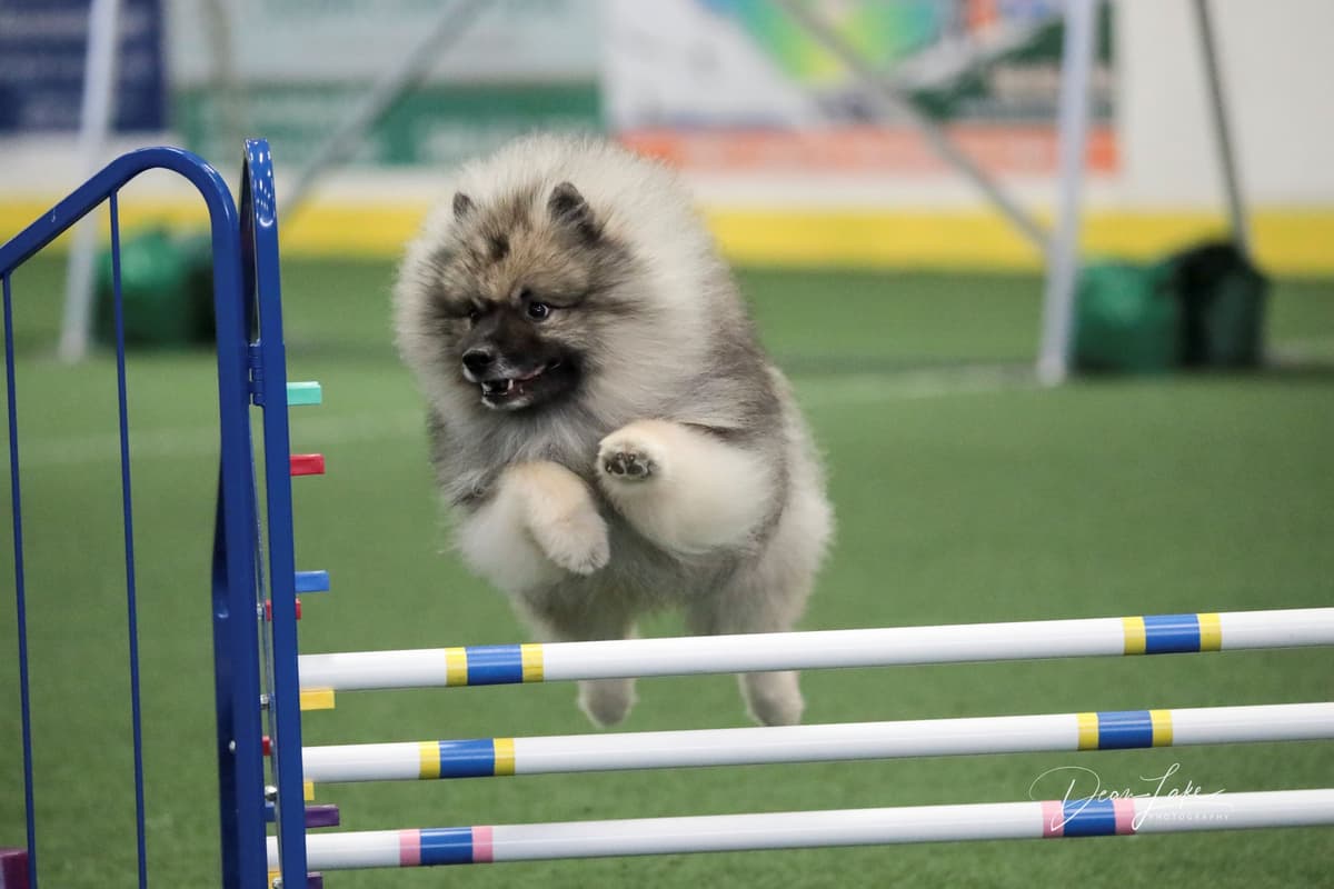 Keepsake Keeshond Puppies breeder image 14