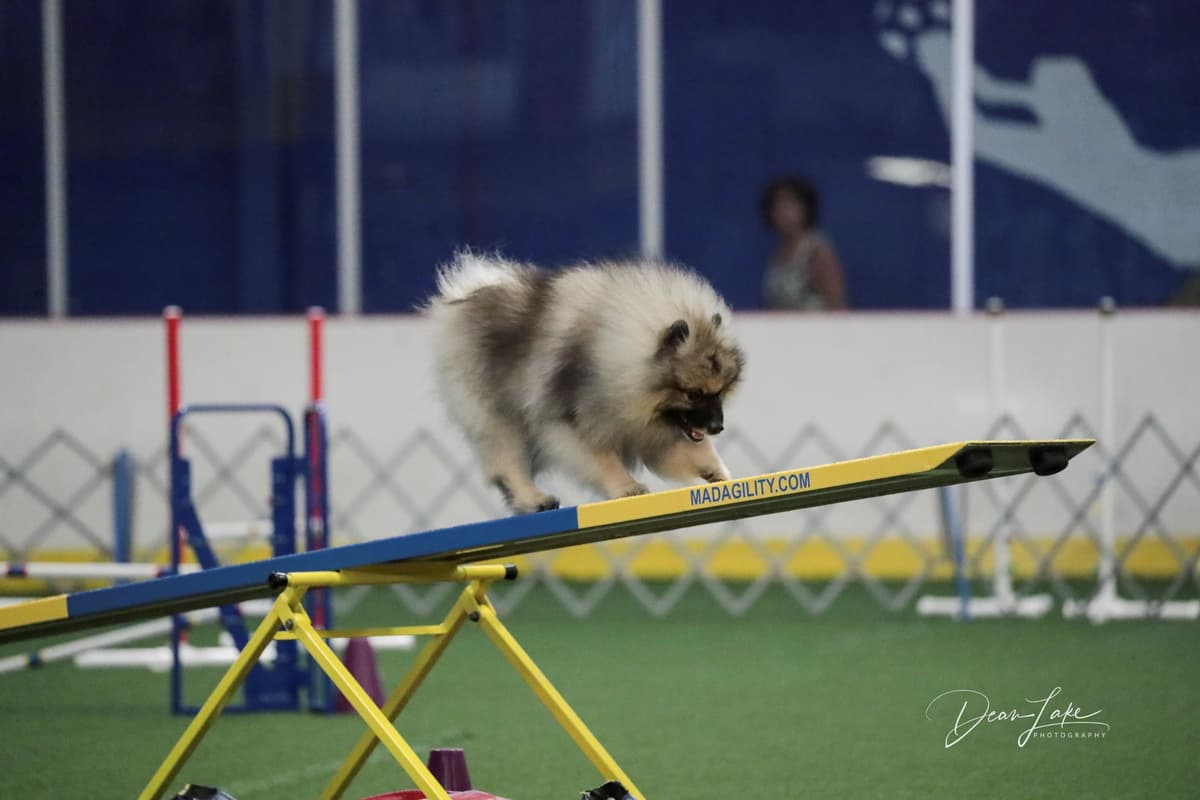 Keepsake Keeshond Puppies breeder image 12