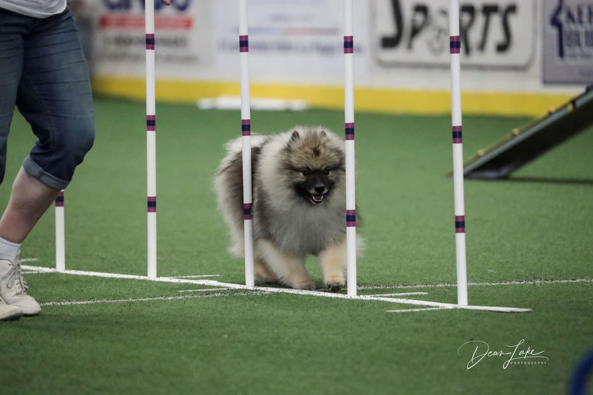 Keepsake Keeshond Puppies breeder image 13