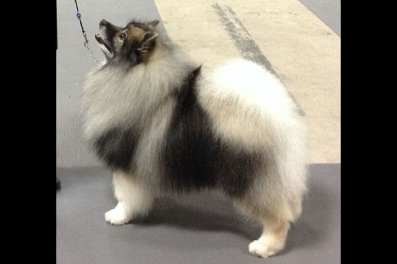 Keepsake Keeshond Puppies breeder image 15