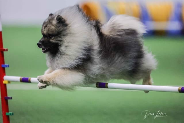 Keepsake Keeshond Puppies media 2