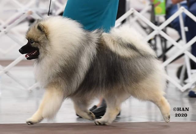 Keepsake Keeshond Puppies media 3