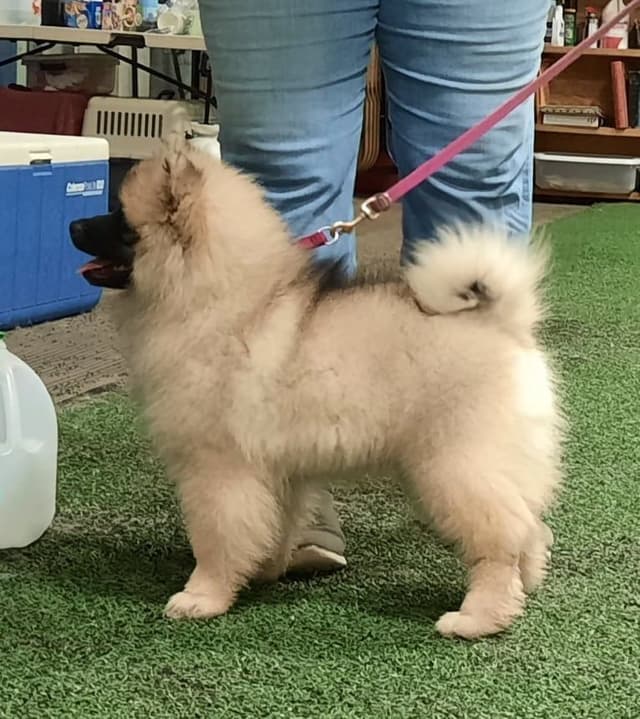 Keepsake Keeshond Puppies media 4