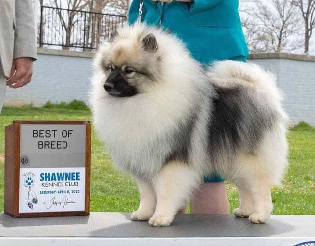 Keepsake Keeshond Puppies media 5