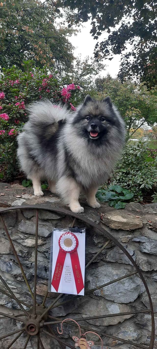 Keepsake Keeshond Puppies media 8