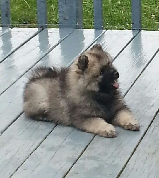 Keepsake Keeshond Puppies media 9