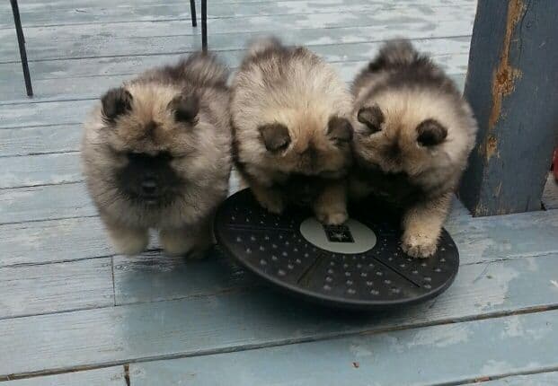 Keepsake Keeshond Puppies media 10