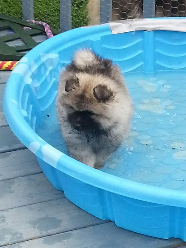 Keepsake Keeshond Puppies media 11