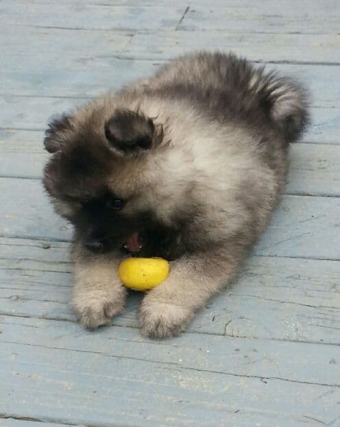 Keepsake Keeshond Puppies media 12