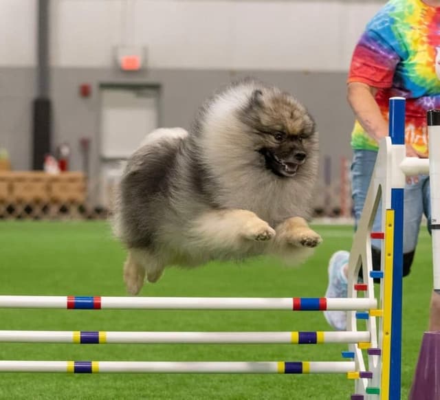 Keepsake Keeshond Puppies media 13