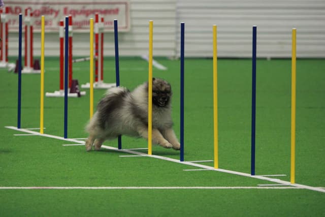 Keepsake Keeshond Puppies media 14