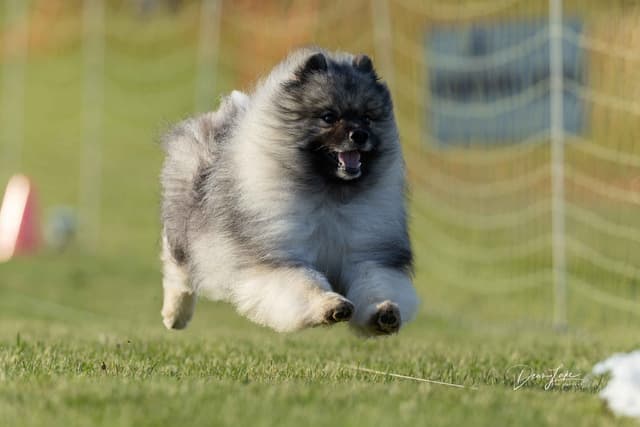 Keepsake Keeshond Puppies media 15