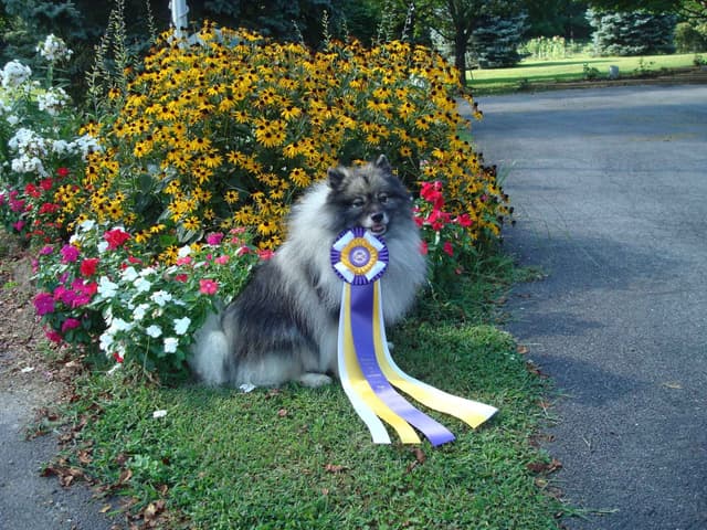Keepsake Keeshond Puppies media 17