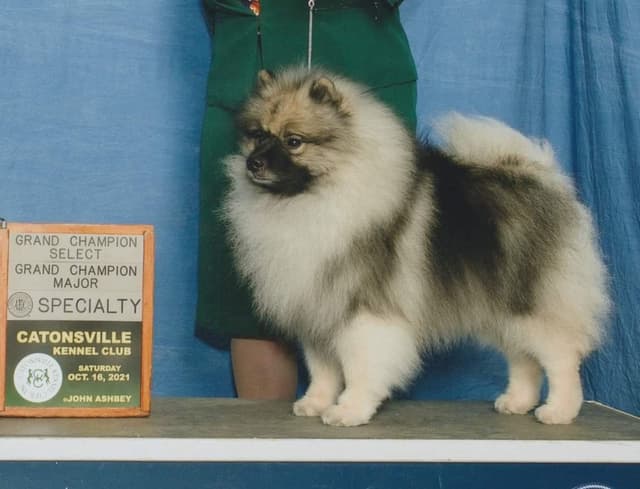 Keepsake Keeshond Puppies media 2