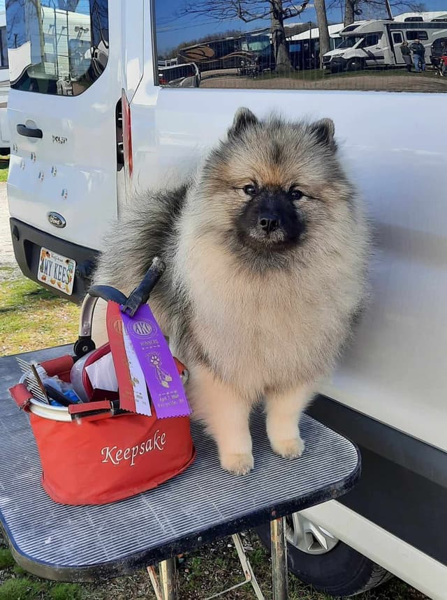 Keepsake Keeshond Puppies media 3
