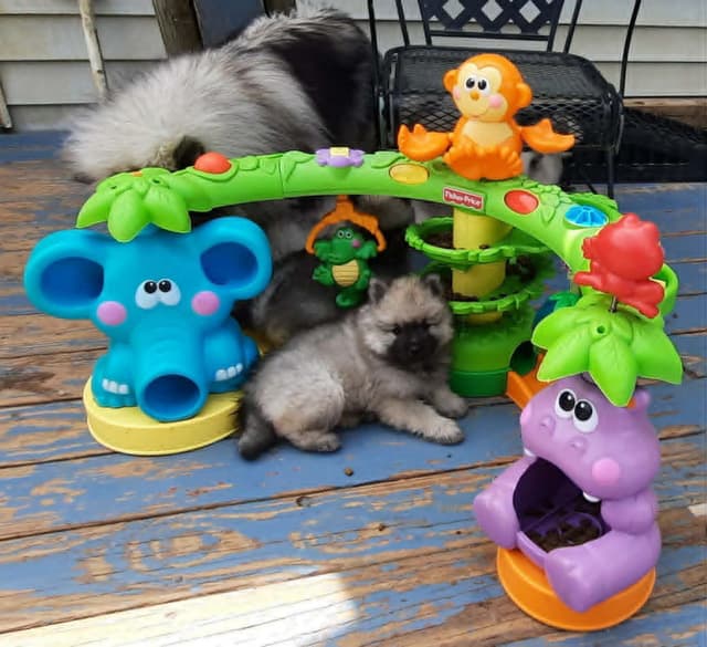 Keepsake Keeshond Puppies media 4