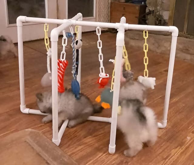 Keepsake Keeshond Puppies media 6