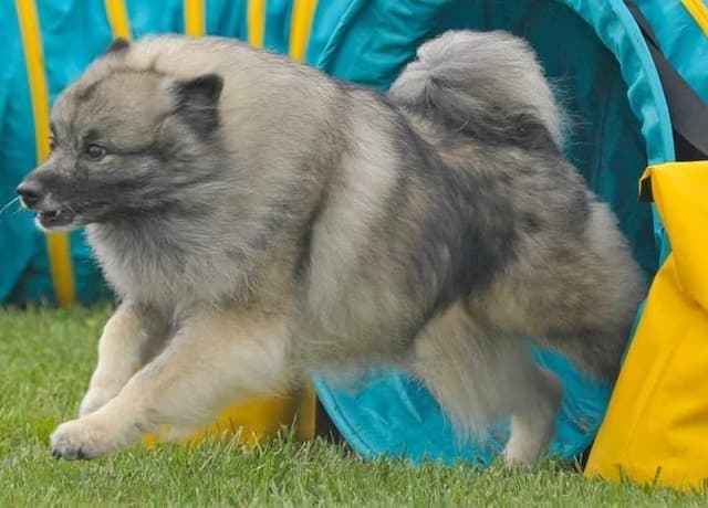 Keepsake Keeshond Puppies media 7