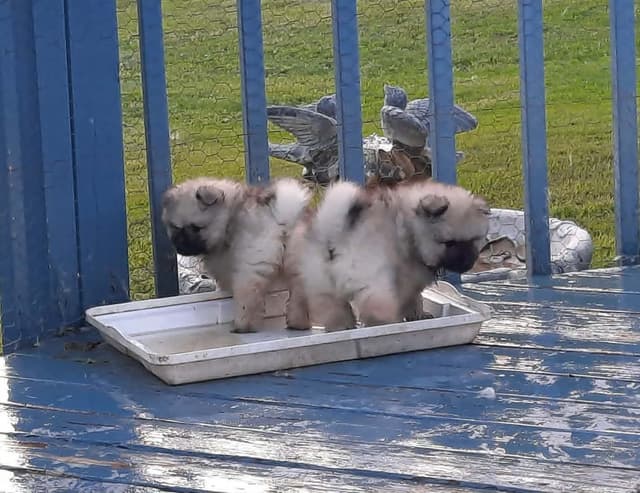 Keepsake Keeshond Puppies media 9