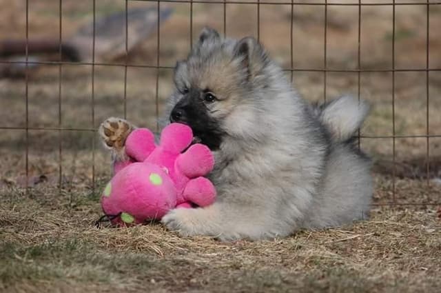 Keepsake Keeshond Puppies media 10