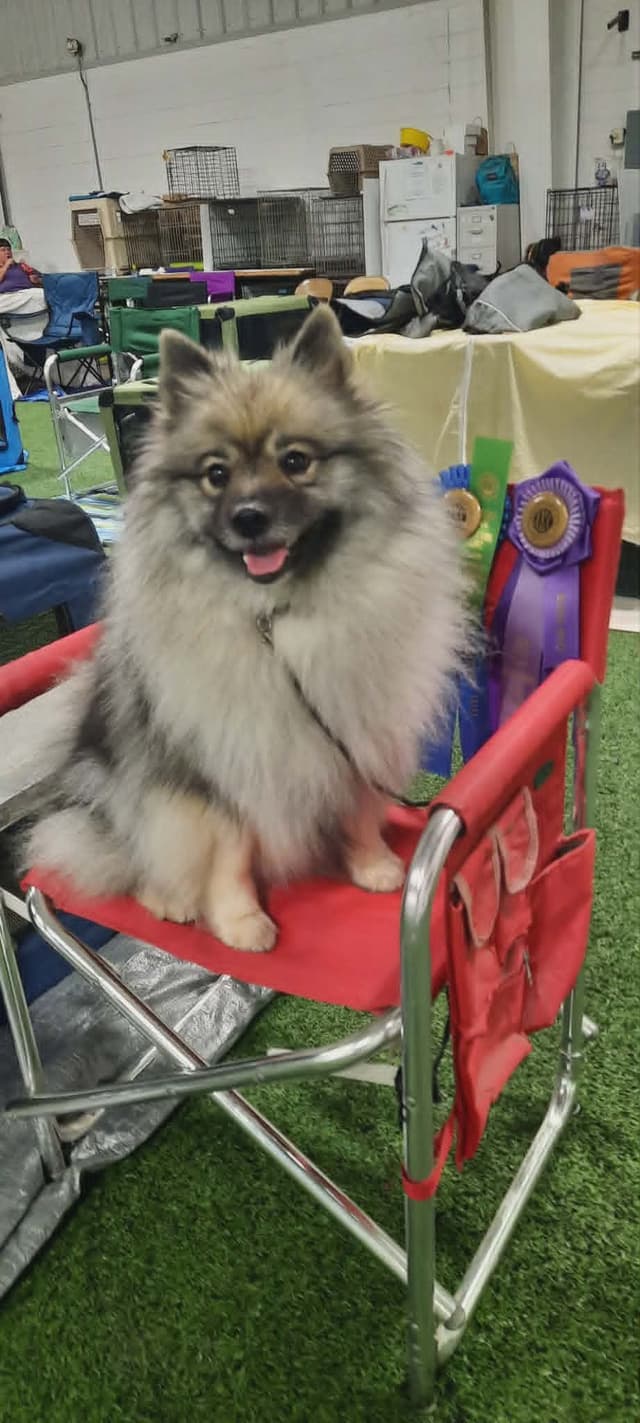 Keepsake Keeshond Puppies media 11