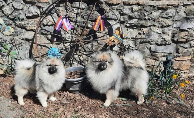 Keepsake Keeshond Puppies media 12