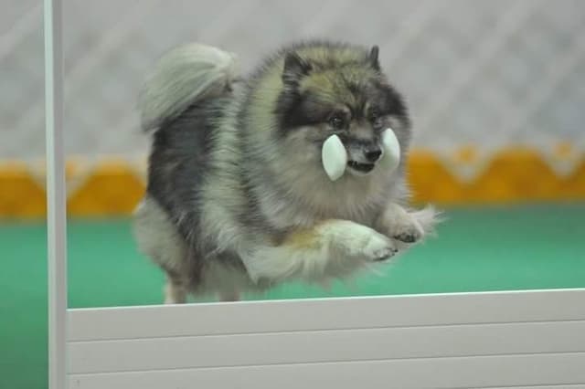 Keepsake Keeshond Puppies media 13