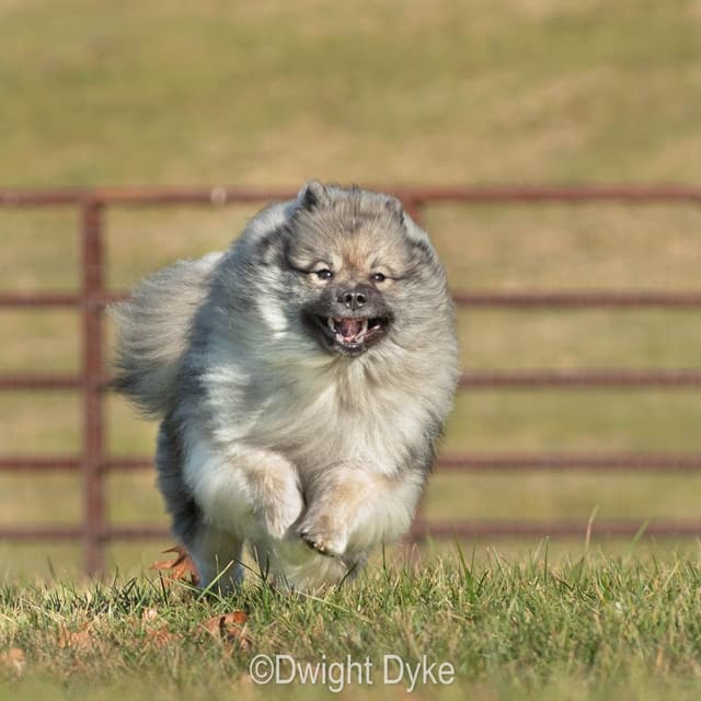 Keepsake Keeshond Puppies media 14