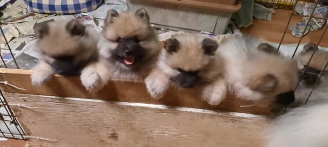 Keepsake Keeshond Puppies media 15