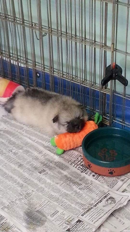 Keepsake Keeshond Puppies media 16